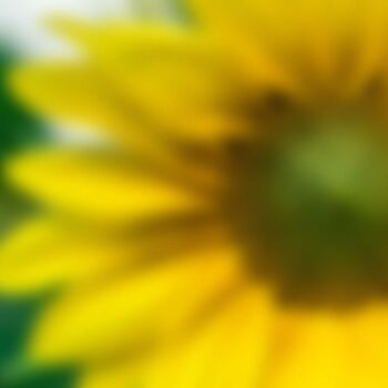 Sonnenblume in Nahaufnahme