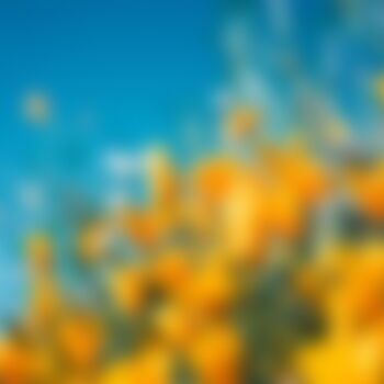 Orangefarbener Kalifornischer Mohn vor blauem Himmel