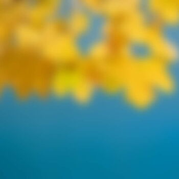 Gelbes Herbstlaub vor blauem Himmel