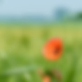 Einzelne rote Mohnblume in einer grünen Wiese